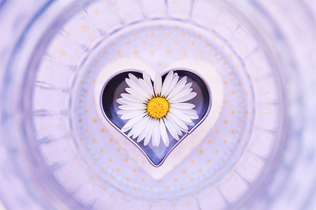 daisy, flower, heart, love, blossom, bloom, valentine's day, symbol, in love, flower background, beautiful flowers, pick, sweet, map, thank you, gift, nature, flower wallpaper, purple, spring, summer, pleasure, friends